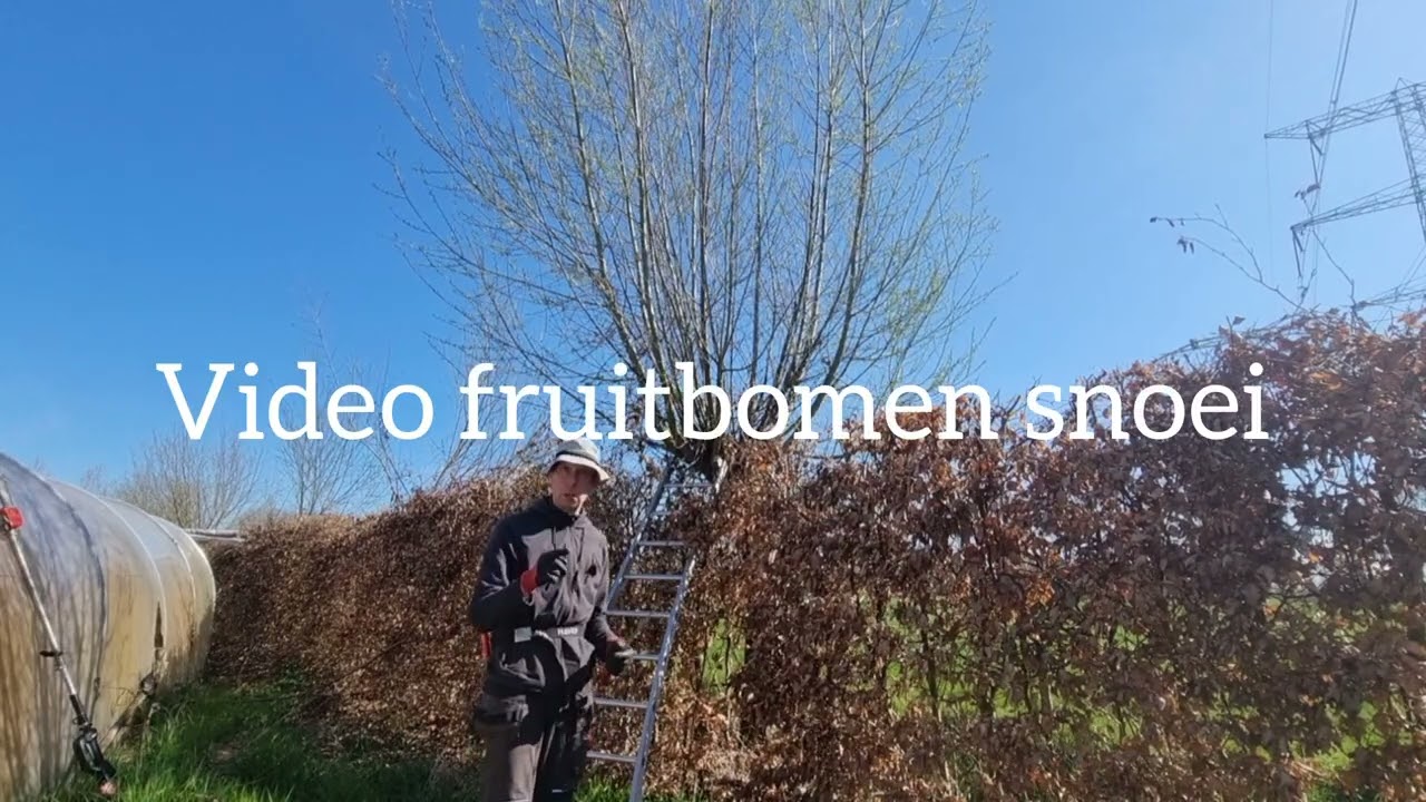 Wilgen knotten. Buitenleven met Frodo
