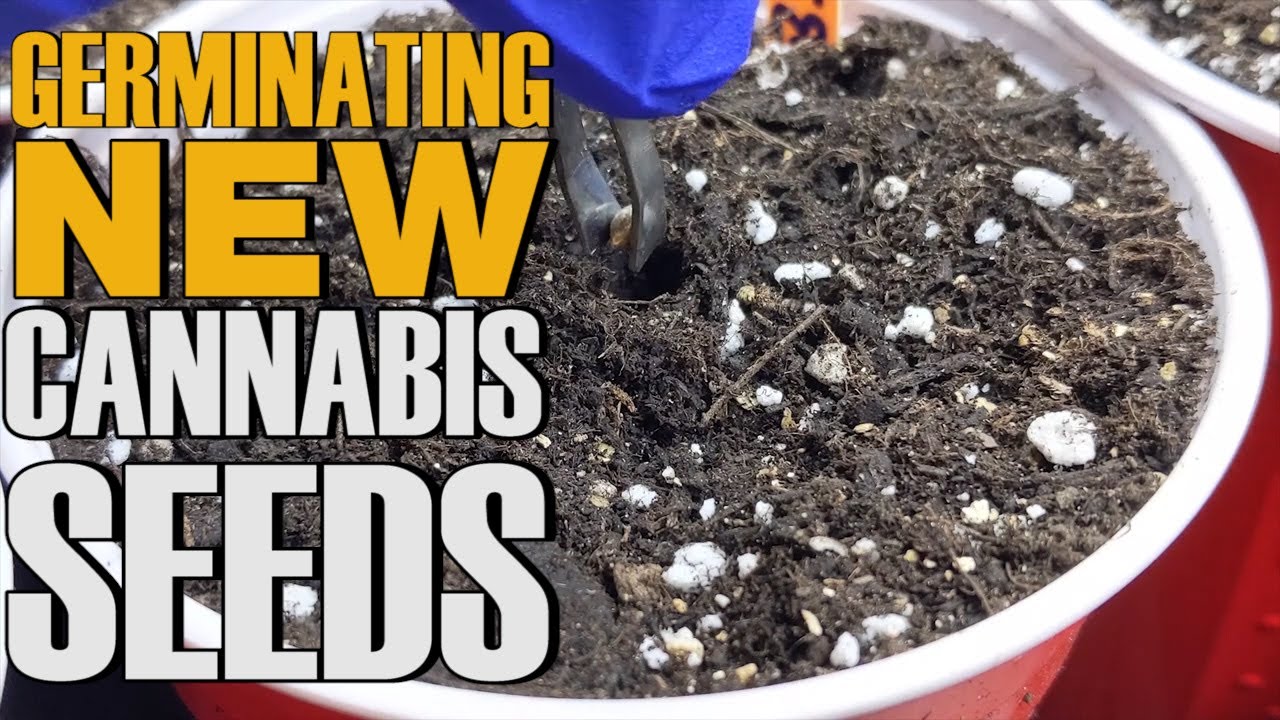 HOW TO GERMINATE NEW CANNABIS SEEDS SUCCESSFULLY