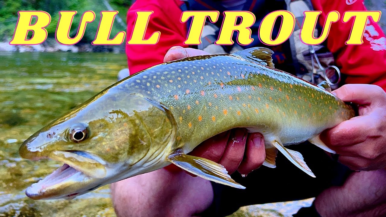 IDAHO BULL TROUT | Fly Fishing in a Small High Mountain Stream for Idaho’s Char
