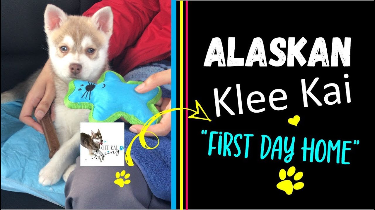 Klee Kai puppy first day home and new Alaskan Klee Kai owner life, mini husky