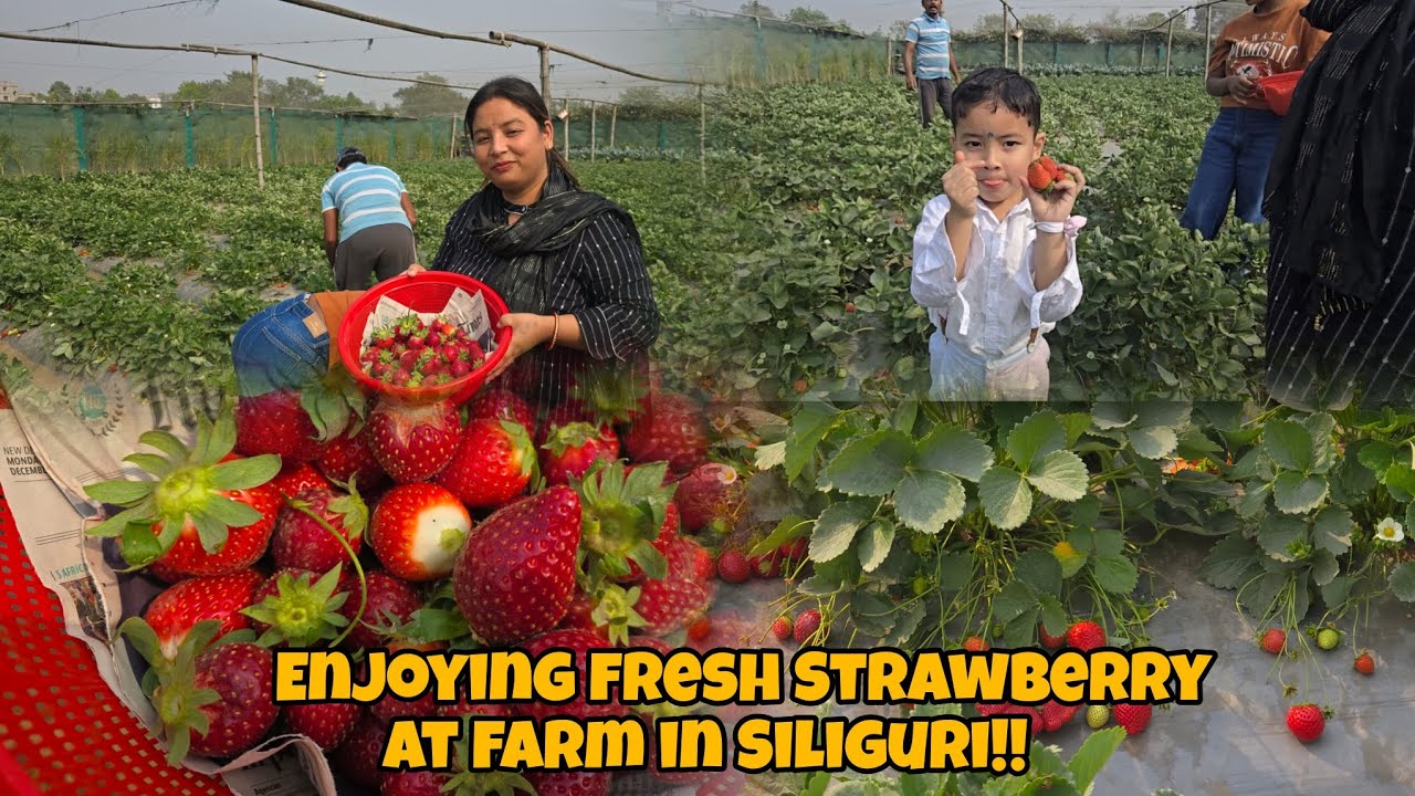 Strawberry ka maza !! Visiting Strawberry farm at matigara Siliguri !! #matigara #sikkim #Darjeeling