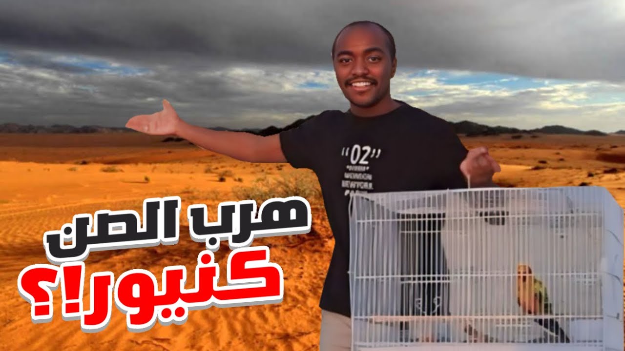 ببغاء الصن كنيور هرب شوفو كيف رجعناه؟