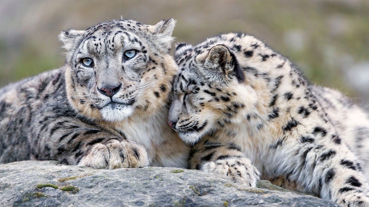 Searching for Snow Leopards in Wild China (4K Documentary)