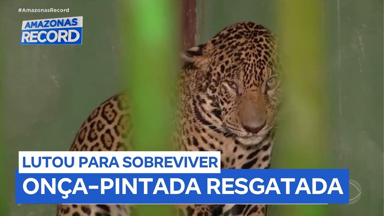 Onça ferida com perfurações de chumbinho é resgatada após nadar por 8 horas no rio Negro