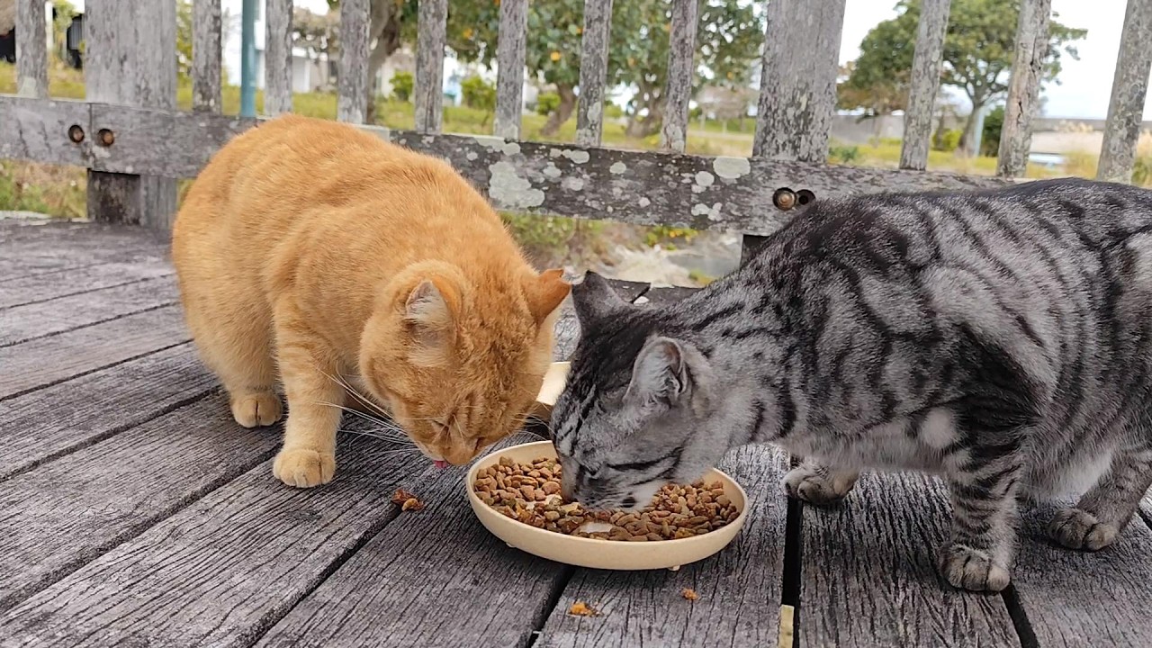 2026.2.1 猫巡り サバトラと茶トラに美味しいカリカリと大好きなウェットフードを