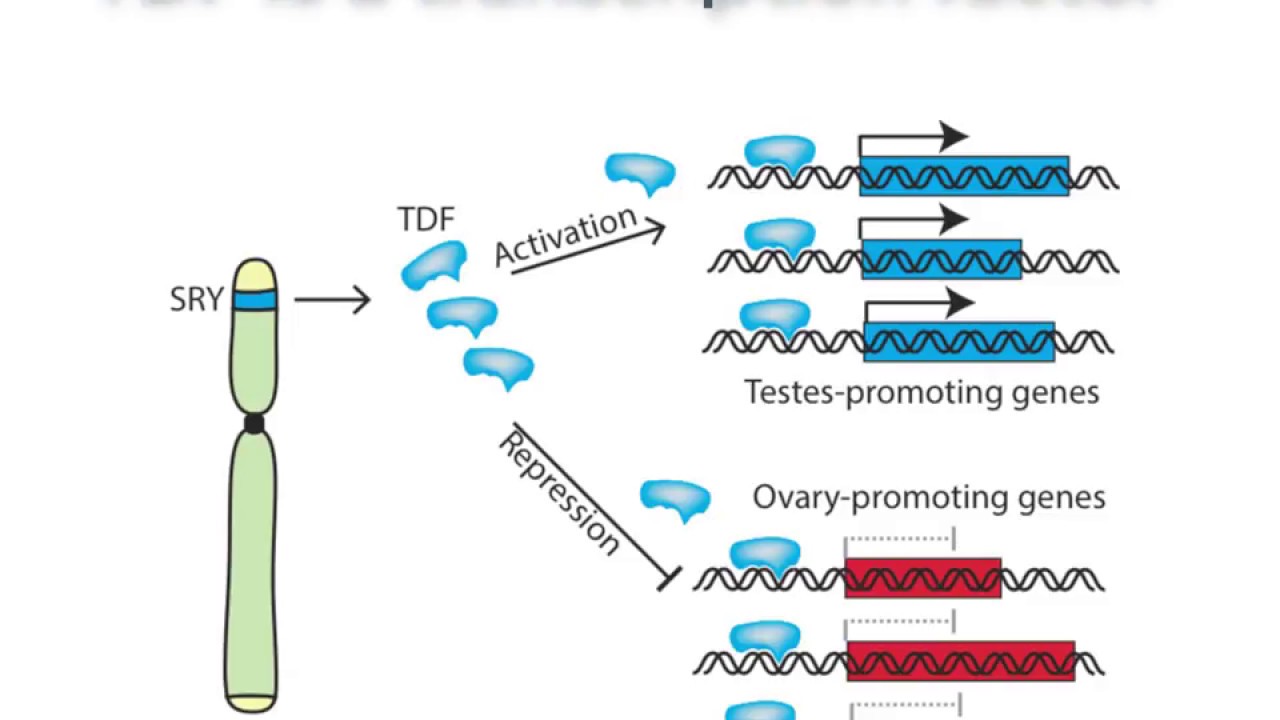 Sex determination by the Y chromosome