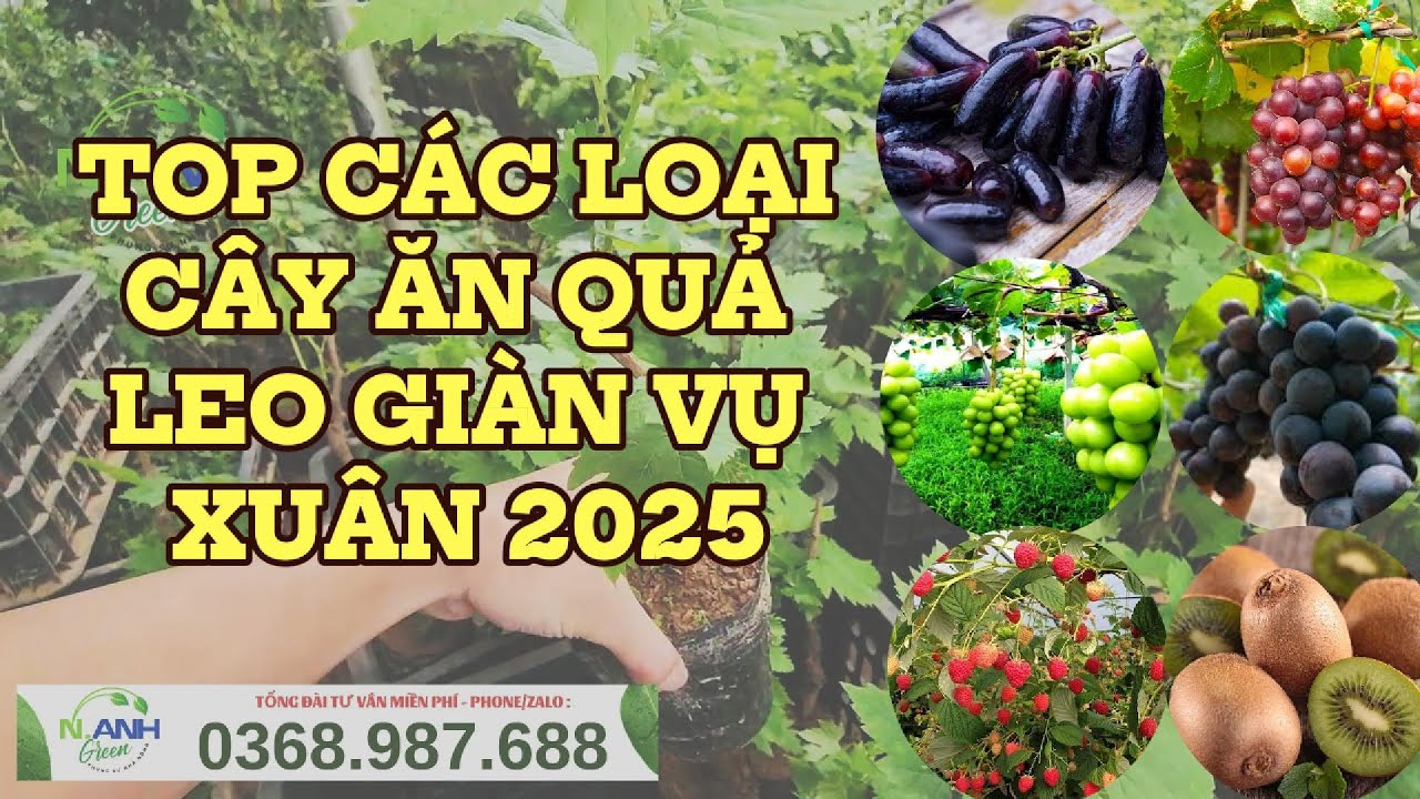 Top 6 Cây Ăn Quả Leo Giàn Dễ Trồng, Sai Quả Nhất Cho Sân Vườn