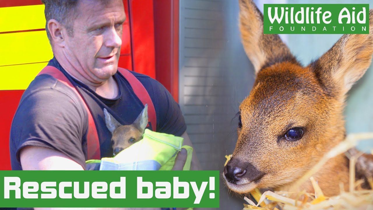 Hero firefighters rescue baby deer from blazing bush fire!