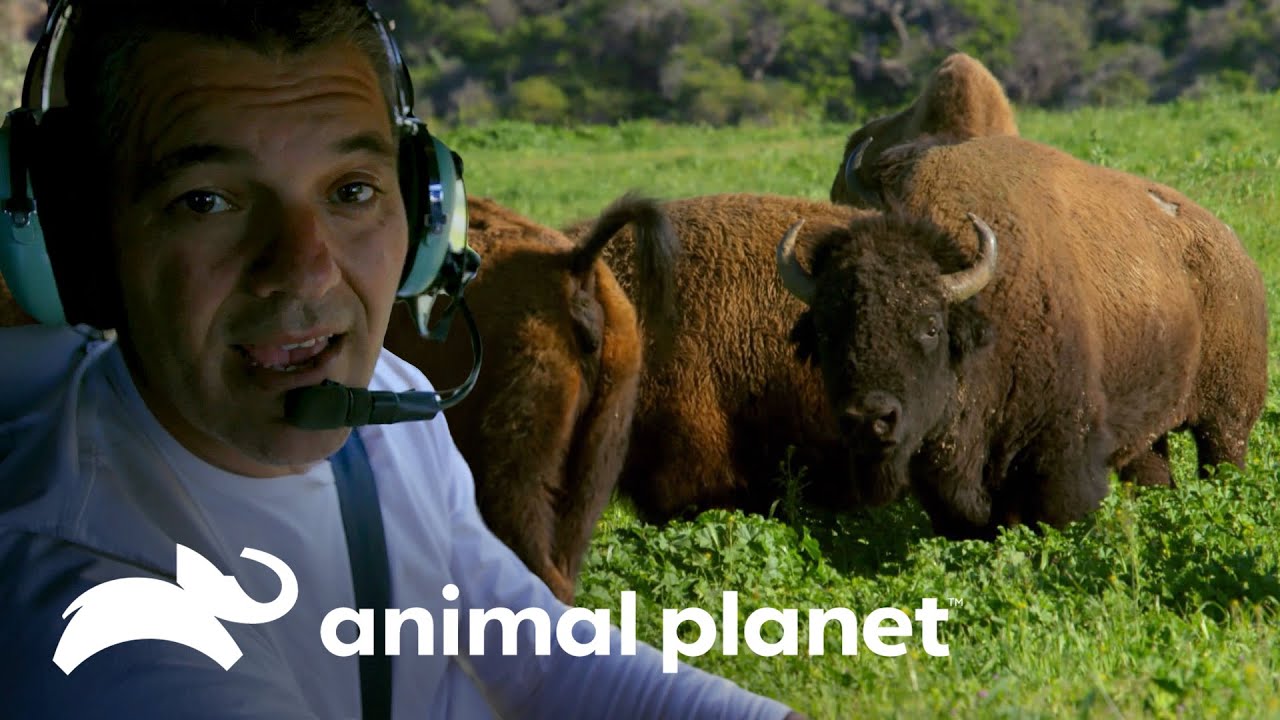 O bisão americano: uma espécie cinematográfica | Perdido na Califórnia | Animal Planet Brasil