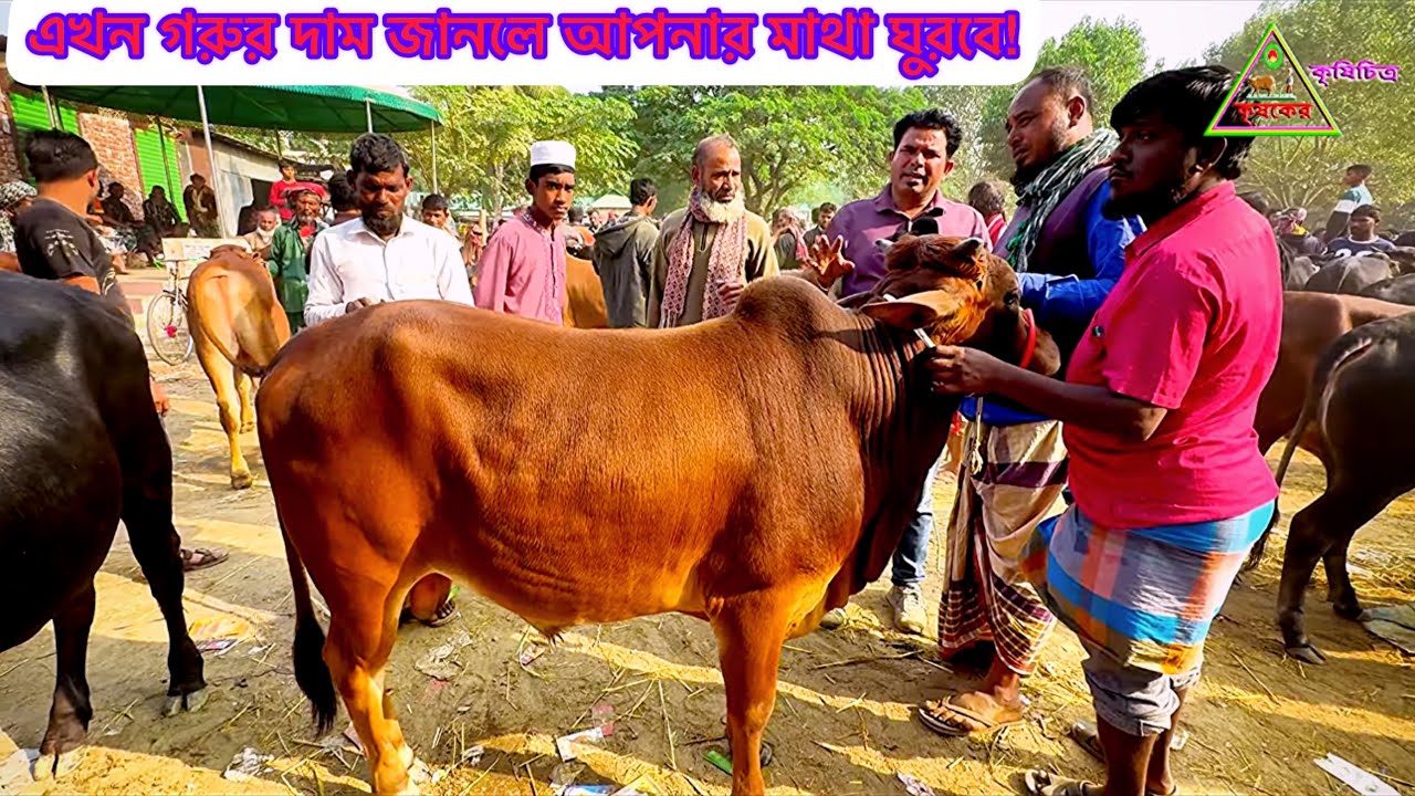 @আজ ১৯ জানুয়ারি ২০২৬ রোজ সোমবার। টাঙ্গাইলের নলিন হাট থেকে সস্তায় খামার উপযোগী শাহীওয়াল ষাঁড় গরু।