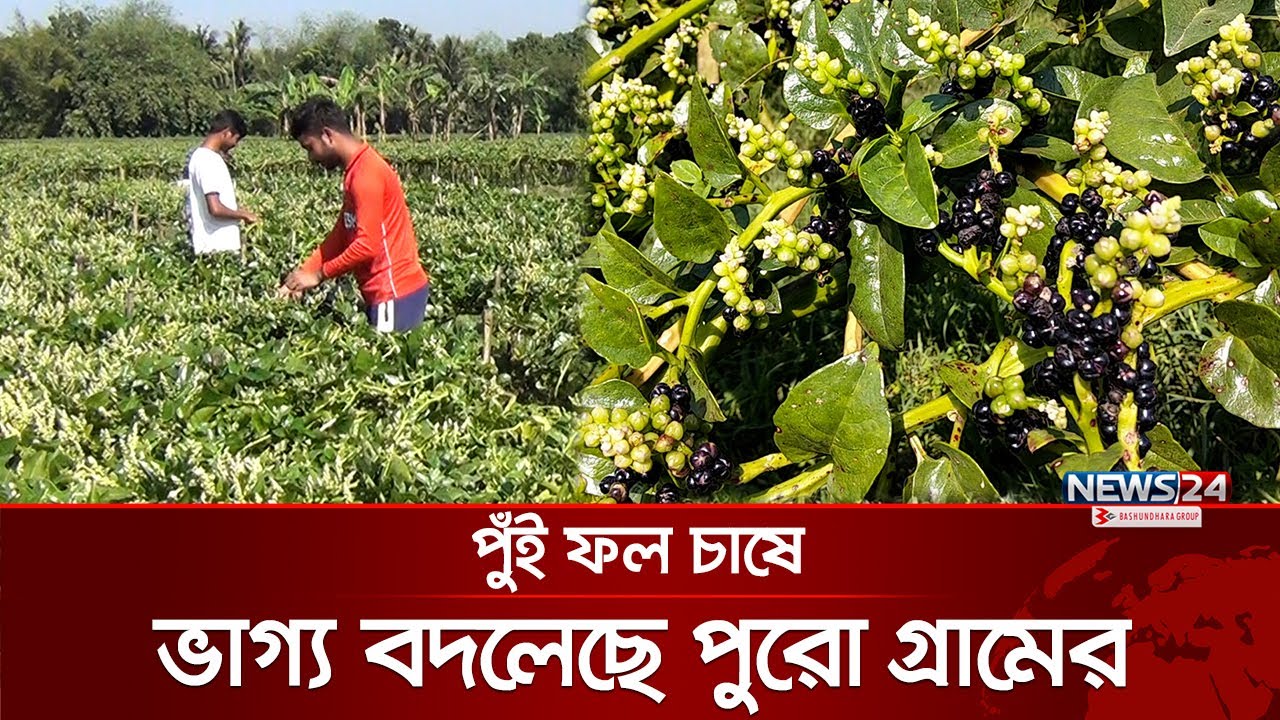 পুঁই চাষে লাখ টাকা আয় | News24 Special