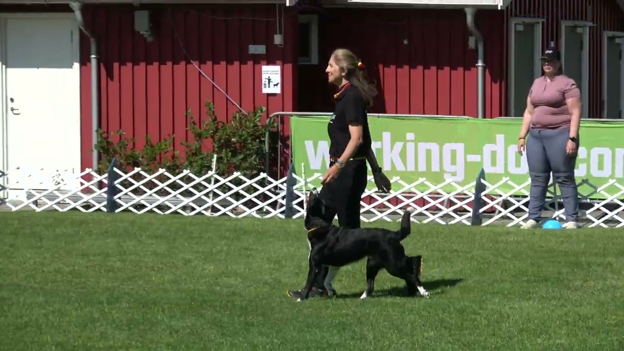 Shauna Wenzel and Miff WC Obedience Oslo 2025  Finale Ring 1