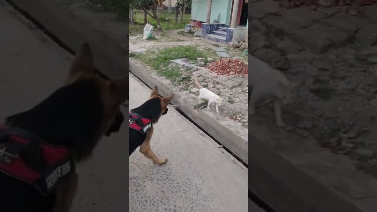 Dangerous dog attack on cat 😱🐕&zwj;🦺 | Duke the GSD | #shorts #dog #cat #trending