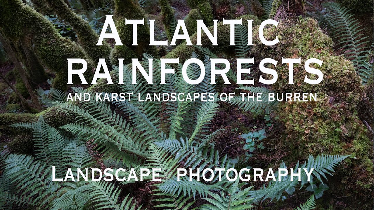 Woodland Photography : Atlantic Rainforests and Karst Landscapes of the Burren