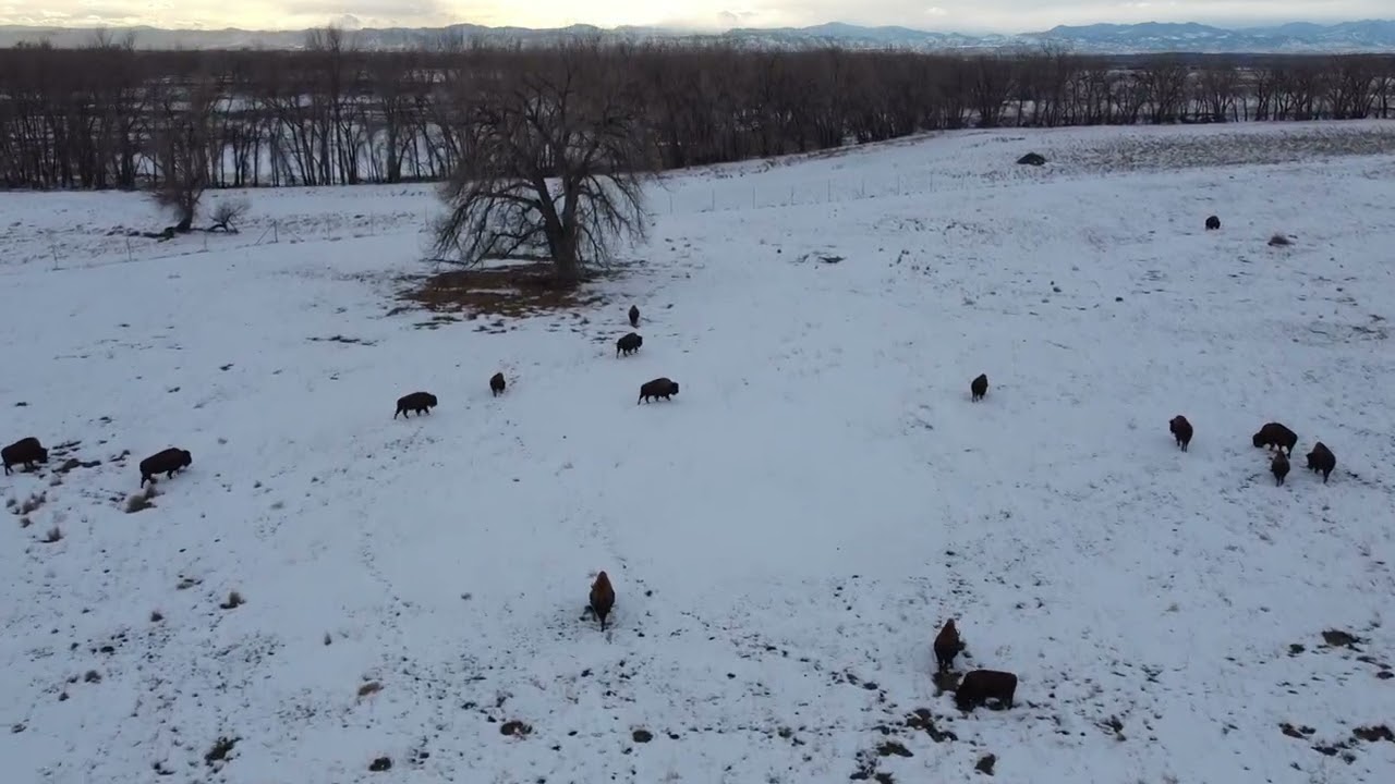 Winter Classical Techno | Colorado | Drone Film