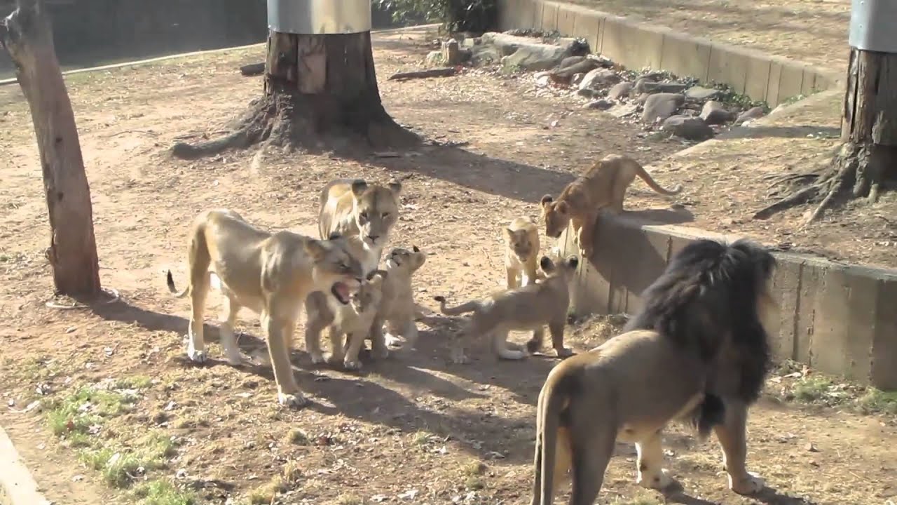Lion Cubs at the National Zoo in D.C.