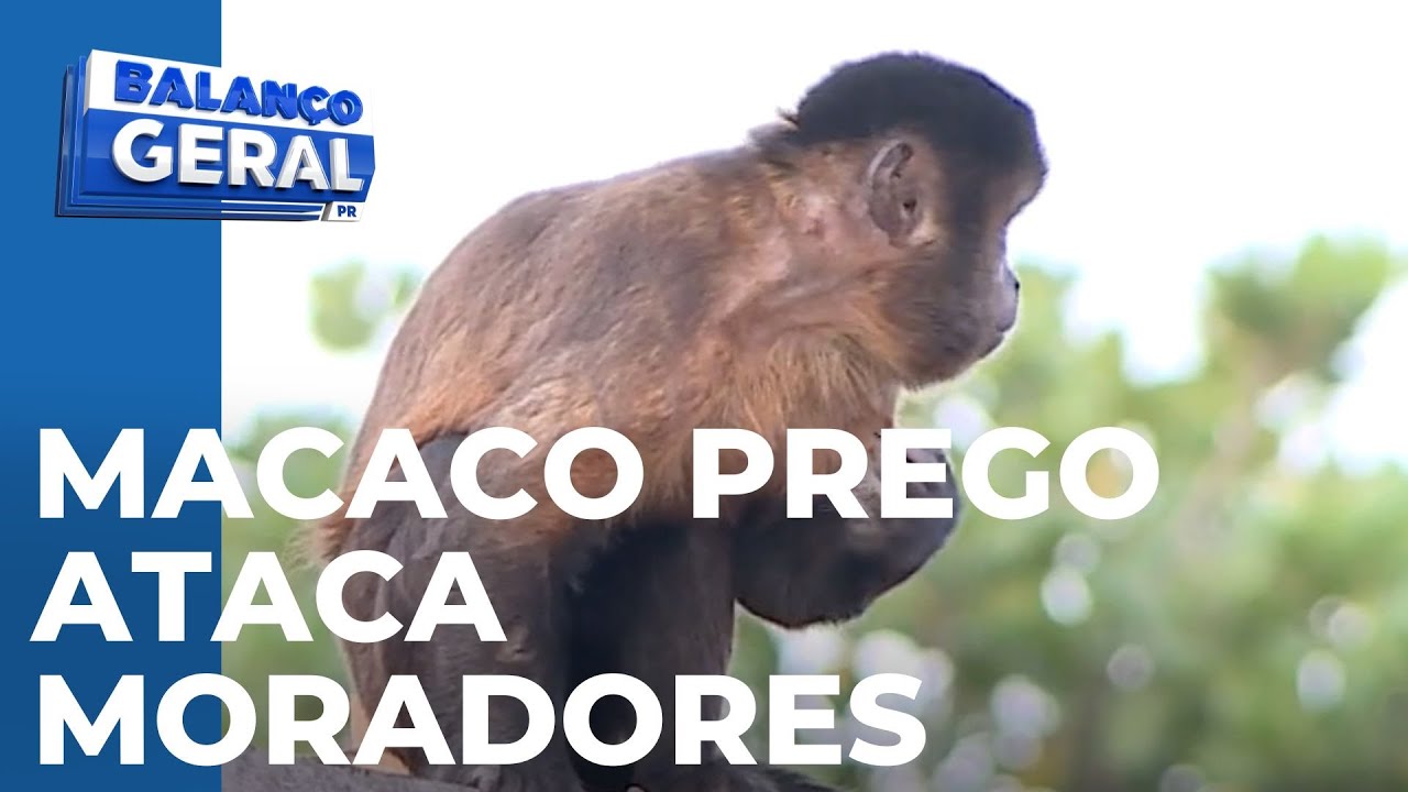 Macaco prego está tocando o terror na vizinhança e atacando moradores