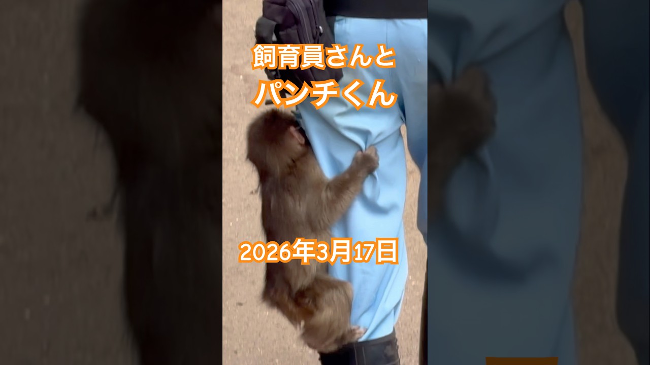 【パンチくん】飼育員さんとパンチくん #がんばれパンチ #市川市動植物園 #punch