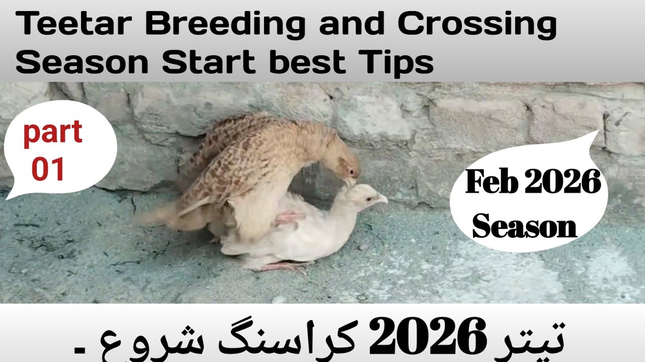 Irani teetar eggs season | The Grey Francolin is starting cross | Teetar breeding Season start