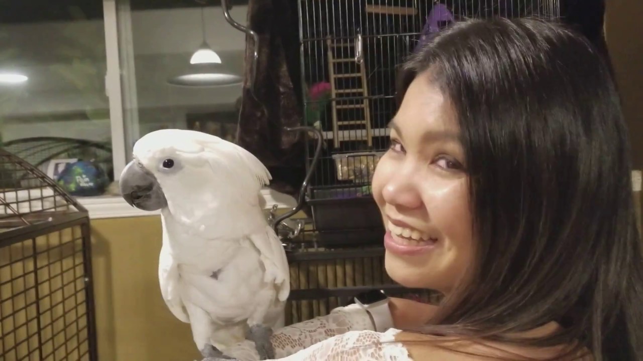 20 min Nonstop talking Parrot umbrella cockatoo Joseph Tehrani 🤣🤣🤣