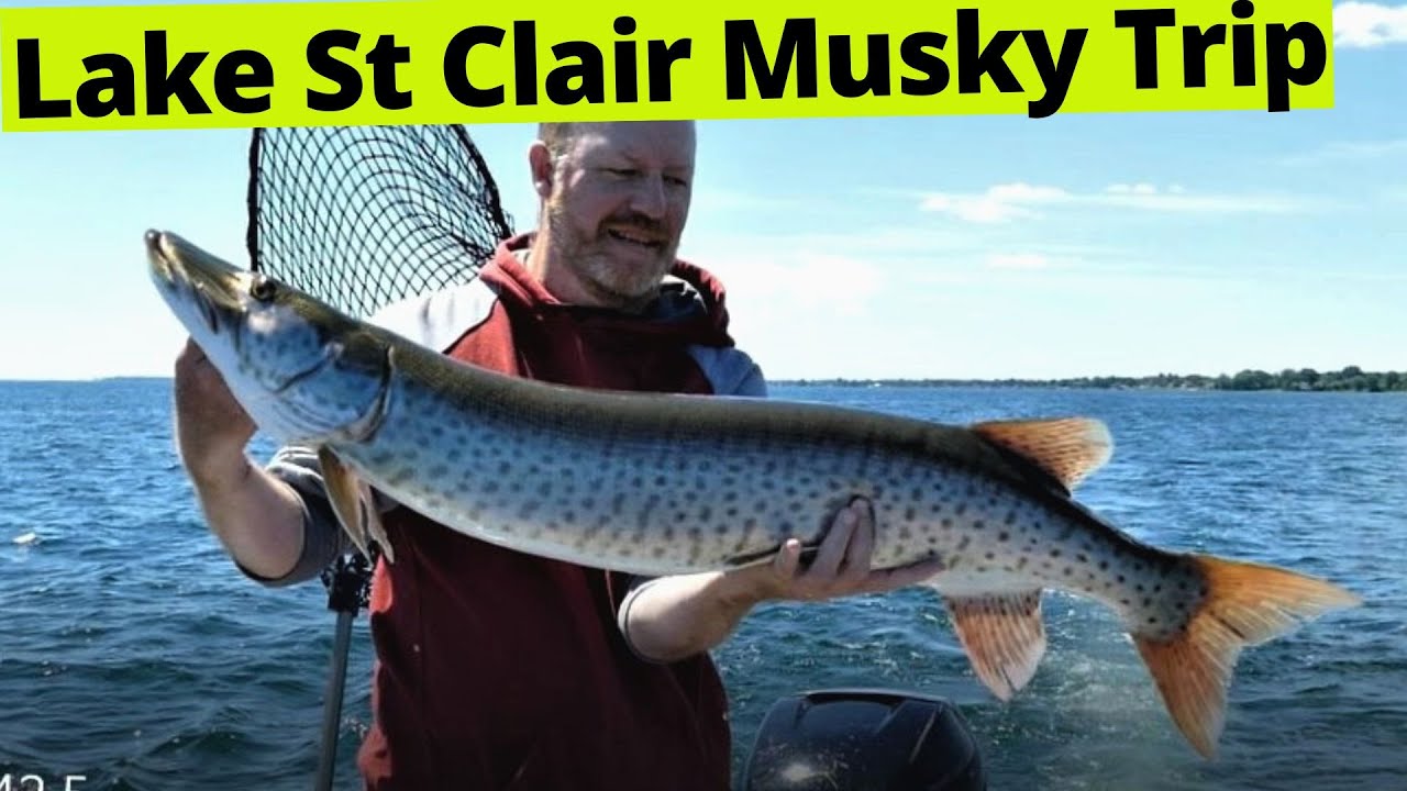 Lake St Clair Musky Trip - Awesome Trolling Action!