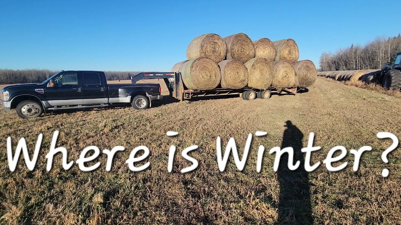 Where is Winter??  Hauling Alfalfa Bales!