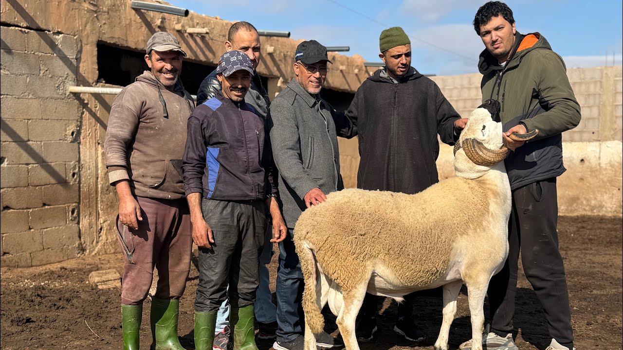 خير كتير ماشاء الله من ضيعة الحاج محمدكمال  صاحب تاني أحسن خروف في المغرب لسنة2025 فحول في المستوى🤍🖤