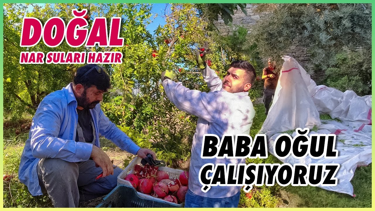 Baba Oğul Çalışıyoruz | Nar Suları Hazır | Yumurta Toplama | Kargoları Nasıl Paketliyoruz