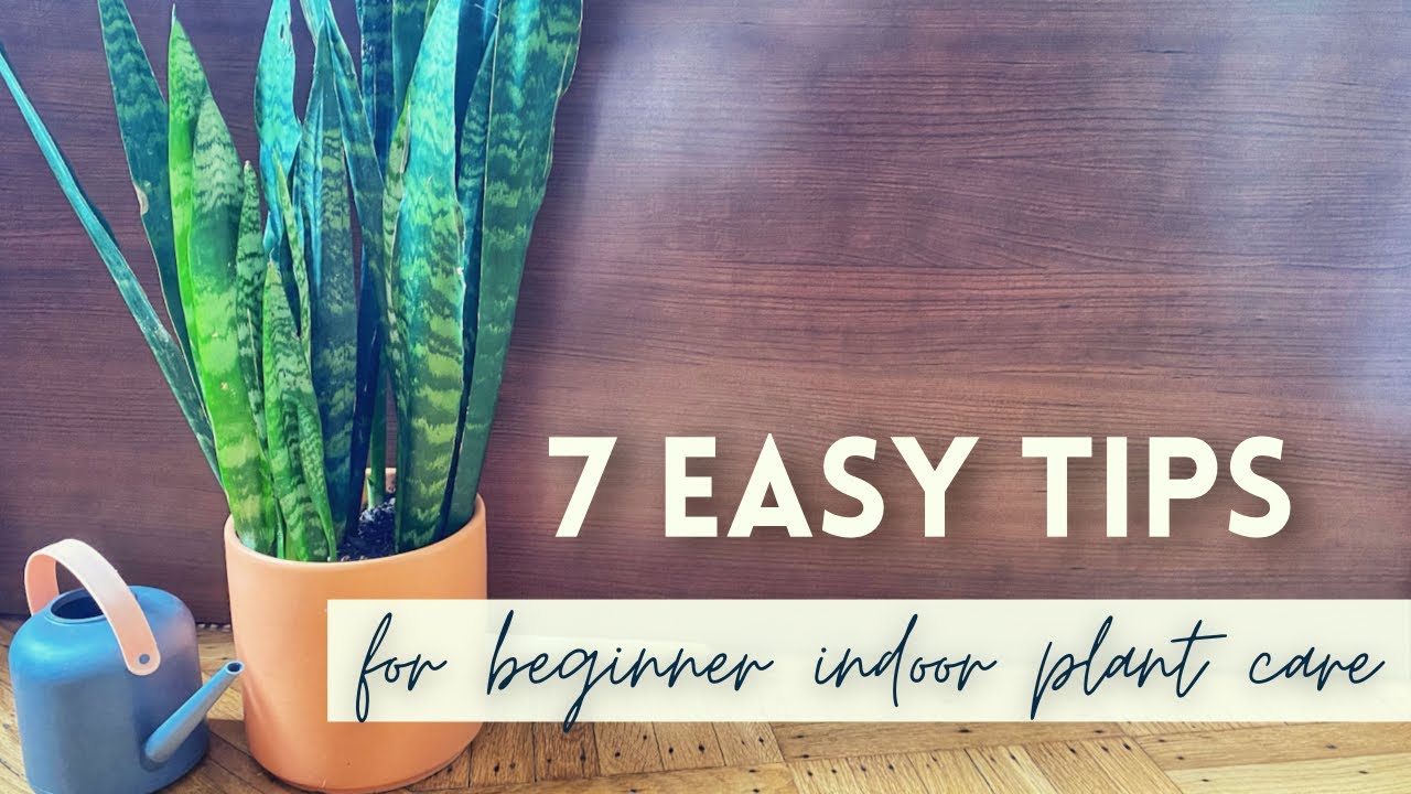 7 Easy Tips for Beginner Indoor Plant Care | Simply Sherissa