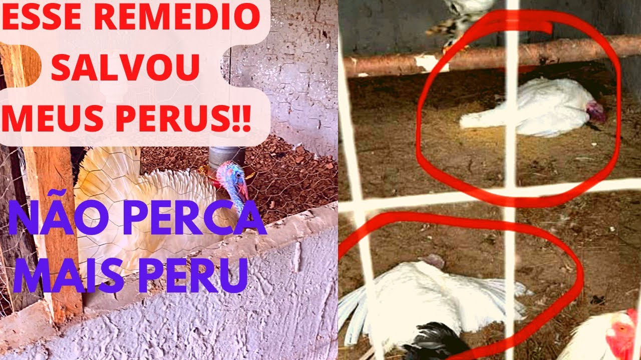 SALVE SEU PERU | Melhor Remédio para Curar Galinha, perus  pavão| Remedio natural para aves