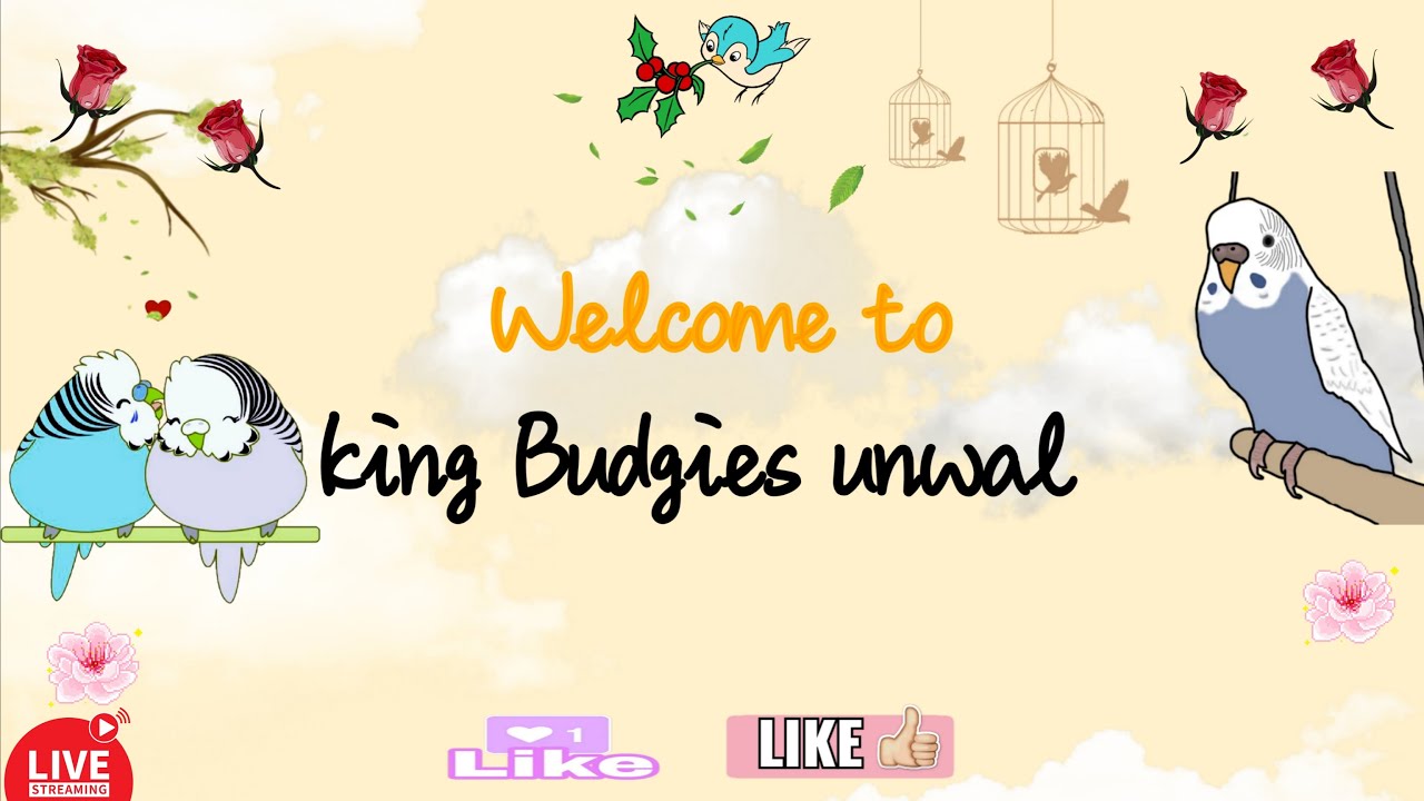 day 4 🐦✅ Good Morning Budgies! Subah Ki Meethi Chahchahaat LIVE 🎉