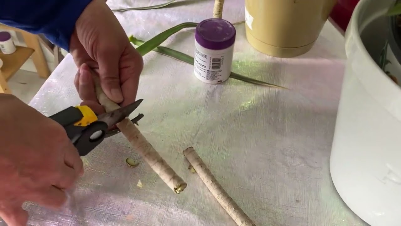 أربعة أنواع من نبات الدراسينا طريقة الاكثار والعناية