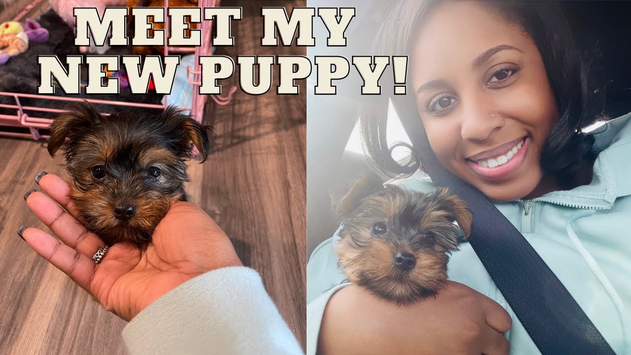 I GOT A NEW PUPPY!| FIRST 48 HOURS W/ MY YORKIE PUPPY VLOG