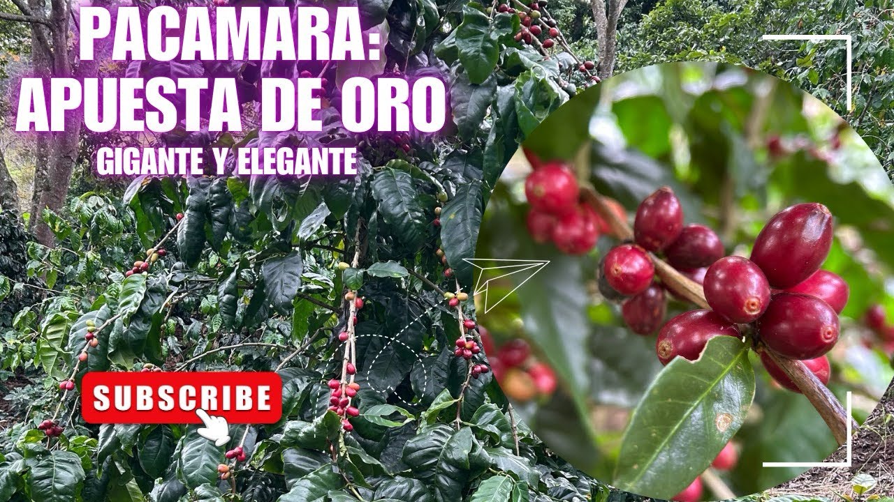 ¿Vale la pena sembrar #Pacamara para destacar en cafés de competencia? #CaféConHistoria #coffee 