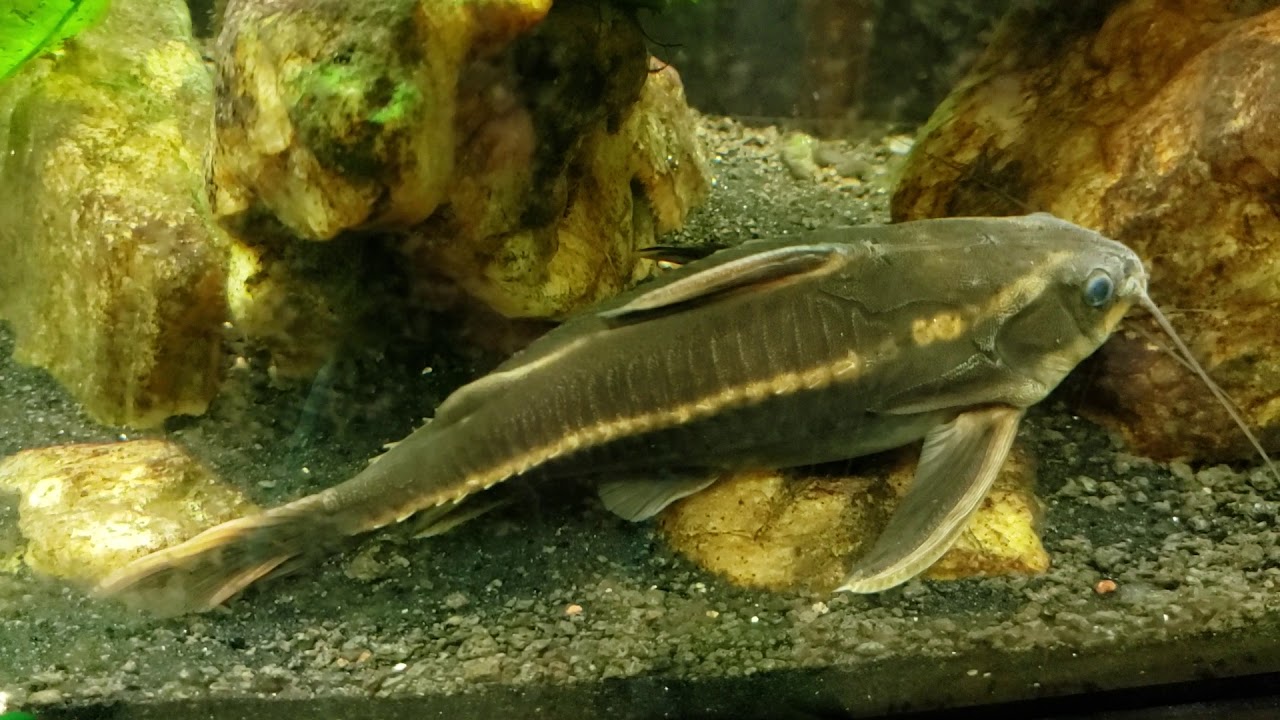 Striped Raphael Catfish (Platydoras armatulus)