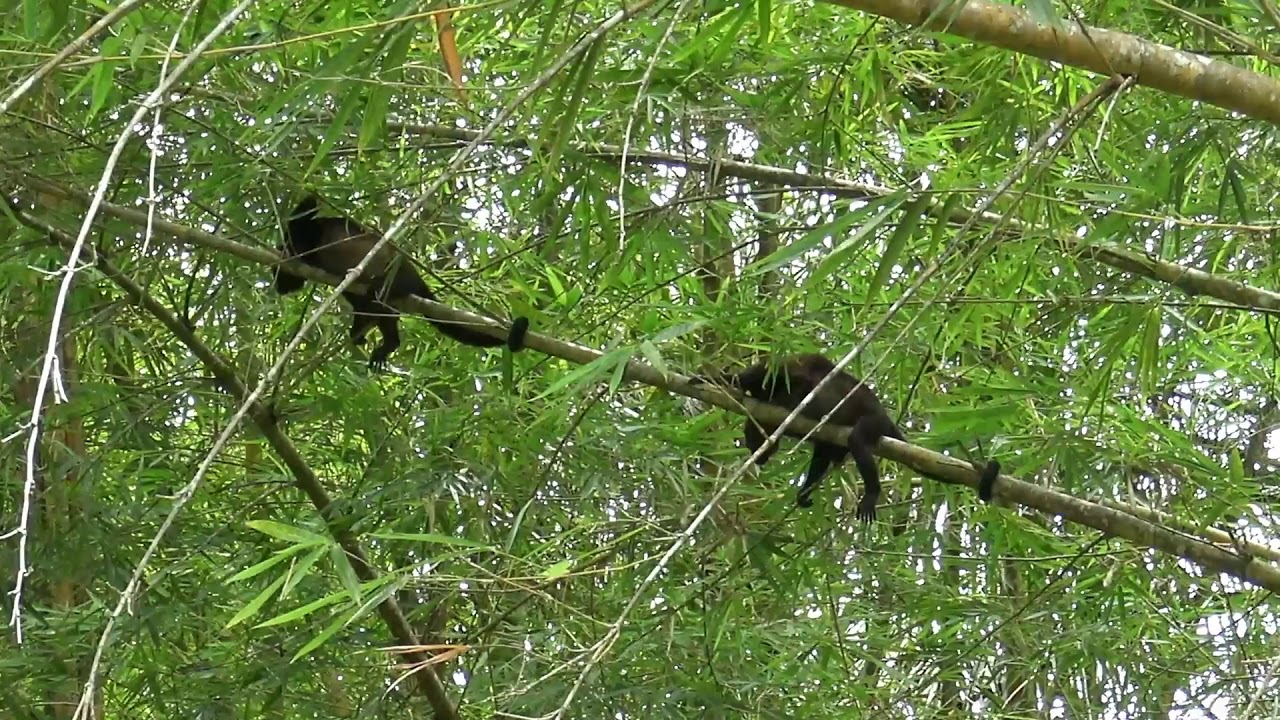 Singes hurleurs Costa Rica Mars 2018