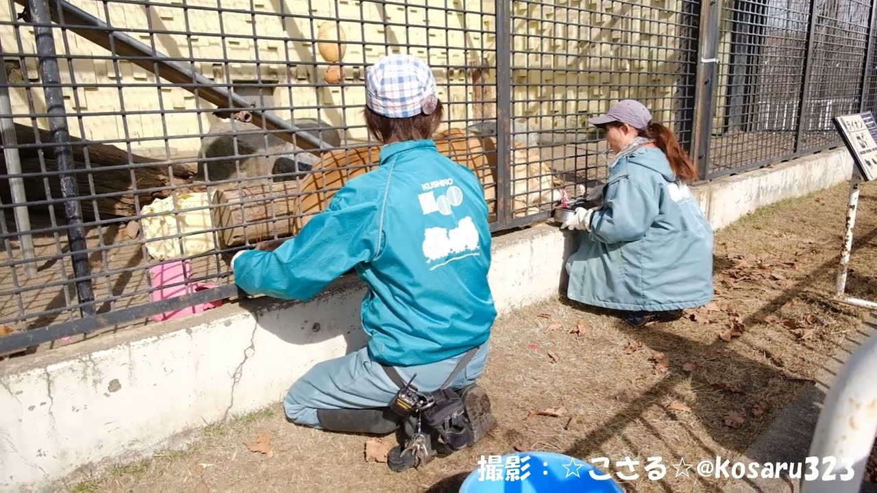 2026.3.13 釧路市動物園 アサマ＆フウのハズバンダリートレーニング