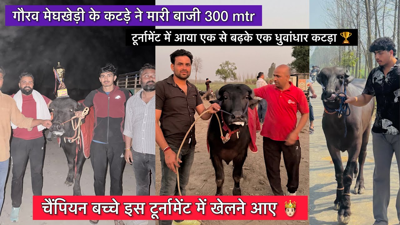 आज के टूर्नामेंट की पूरी फ़िल्म जिसमें एक से बढ़के एक कटड़ा आया 🥇गौरव भाई 🥈भूरा भाई 🥉बादल मोरना !