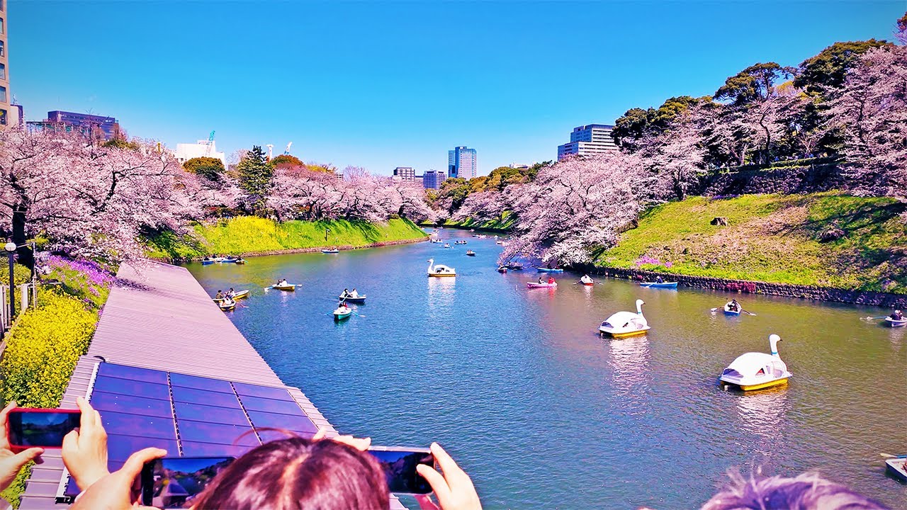 東京の桜 隅田川・上野・千鳥ヶ淵 / Cherry blossoms in full bloom in Tokyo, Japan (April 4, 2025)