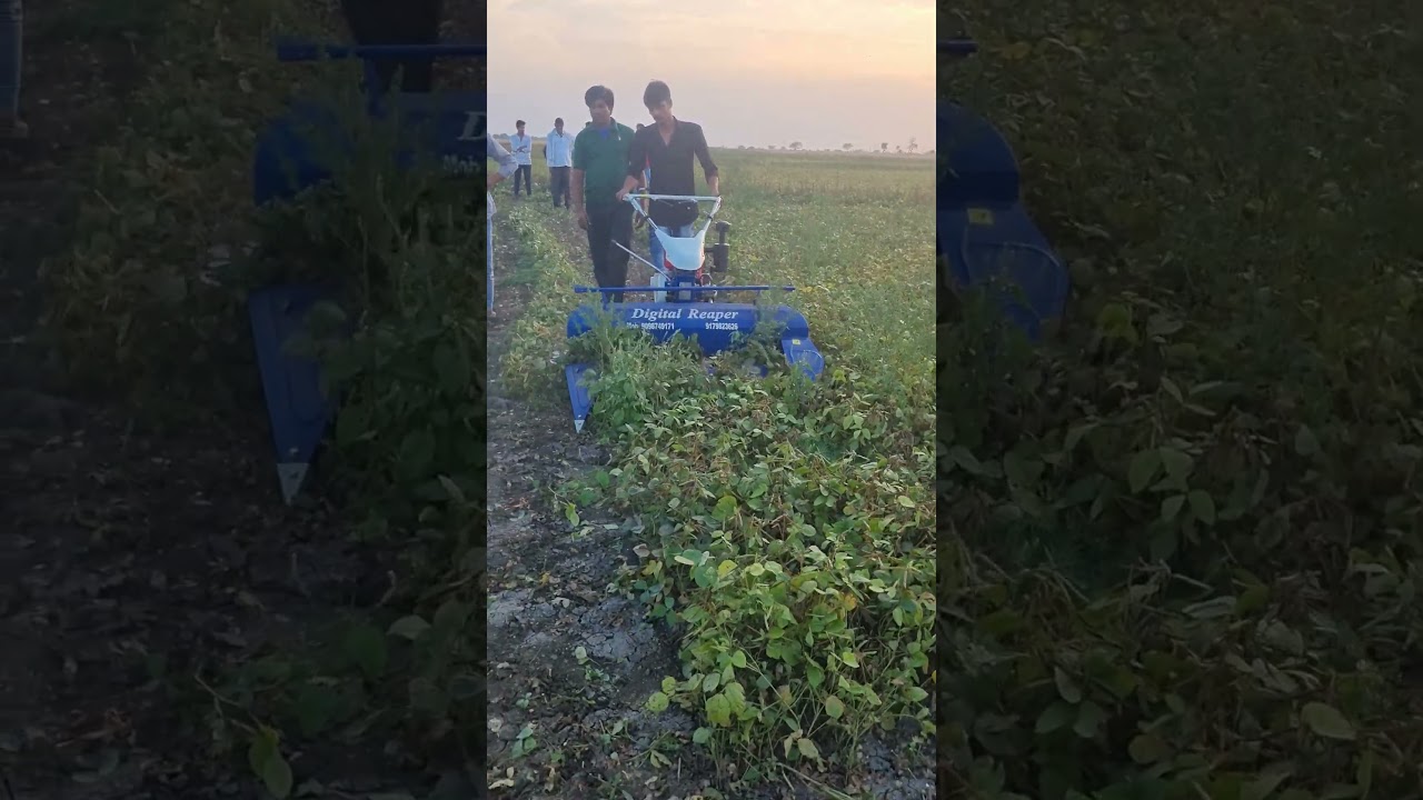 Best machine for Green gram harvesting #agriculture  9981817652
