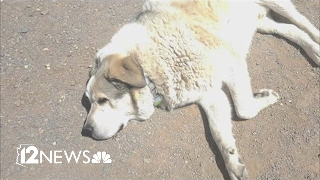 Dog guides missing 2-year-old to safety