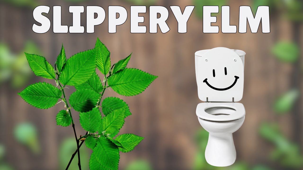 4 способа, которыми скользкий вяз может успокоить раздраженный пищеварительный тракт