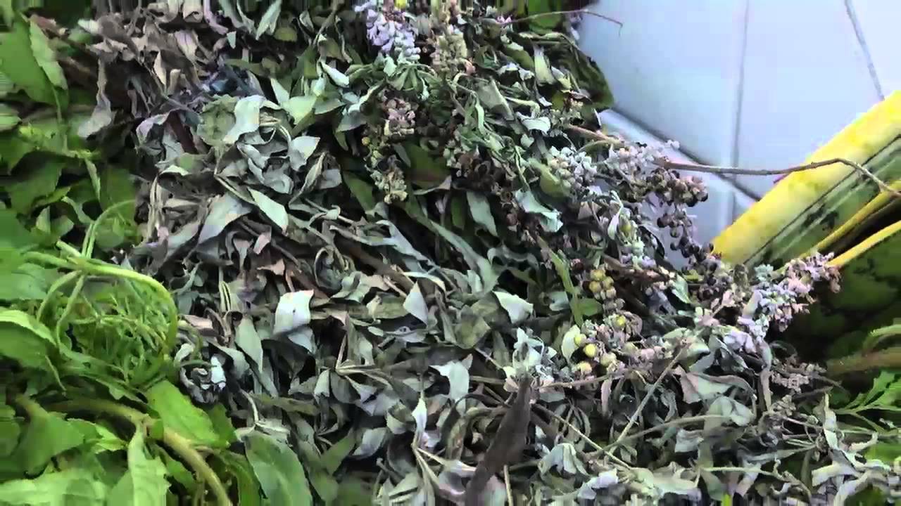 Muitas plantas medicinais no Mercado Municipal Adolpho Lisboa