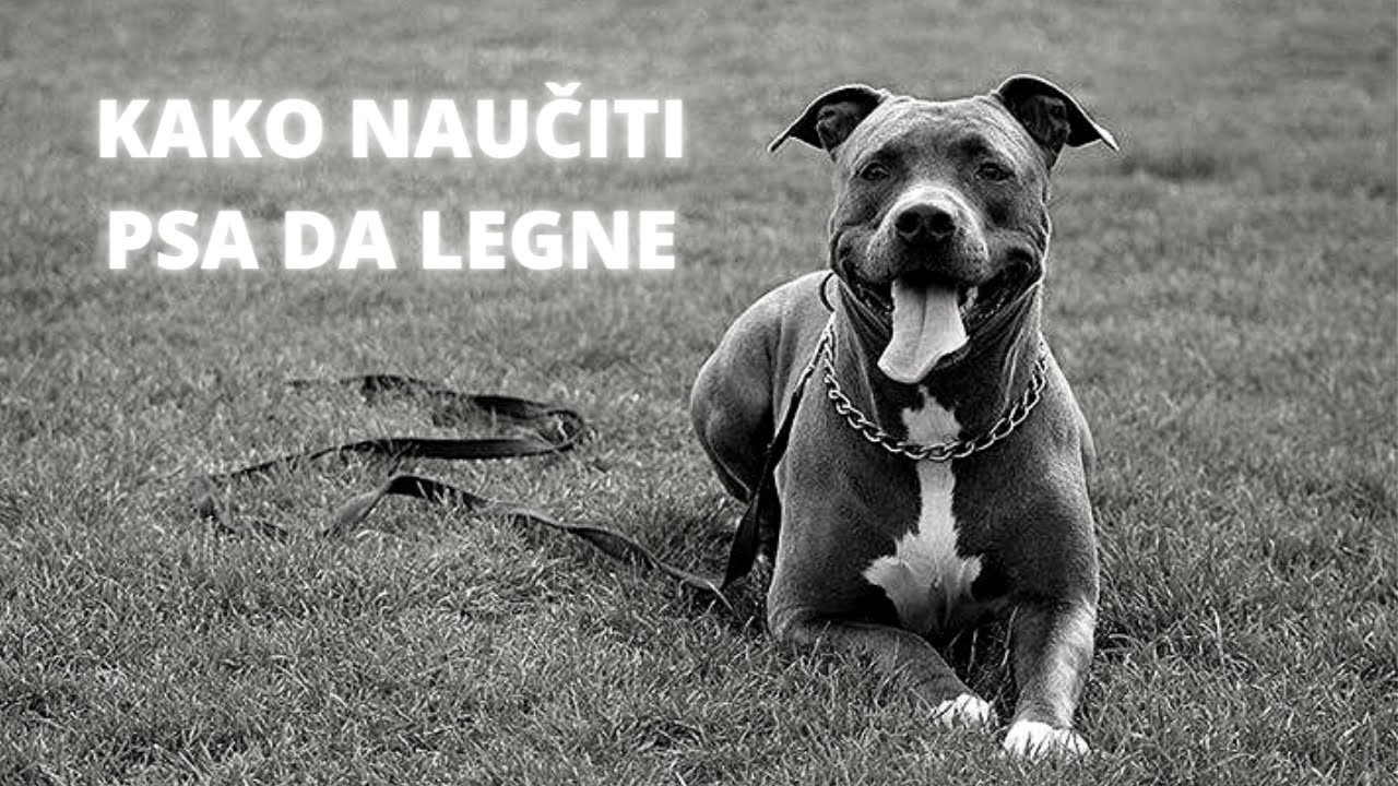 Kako naučiti psa da legne