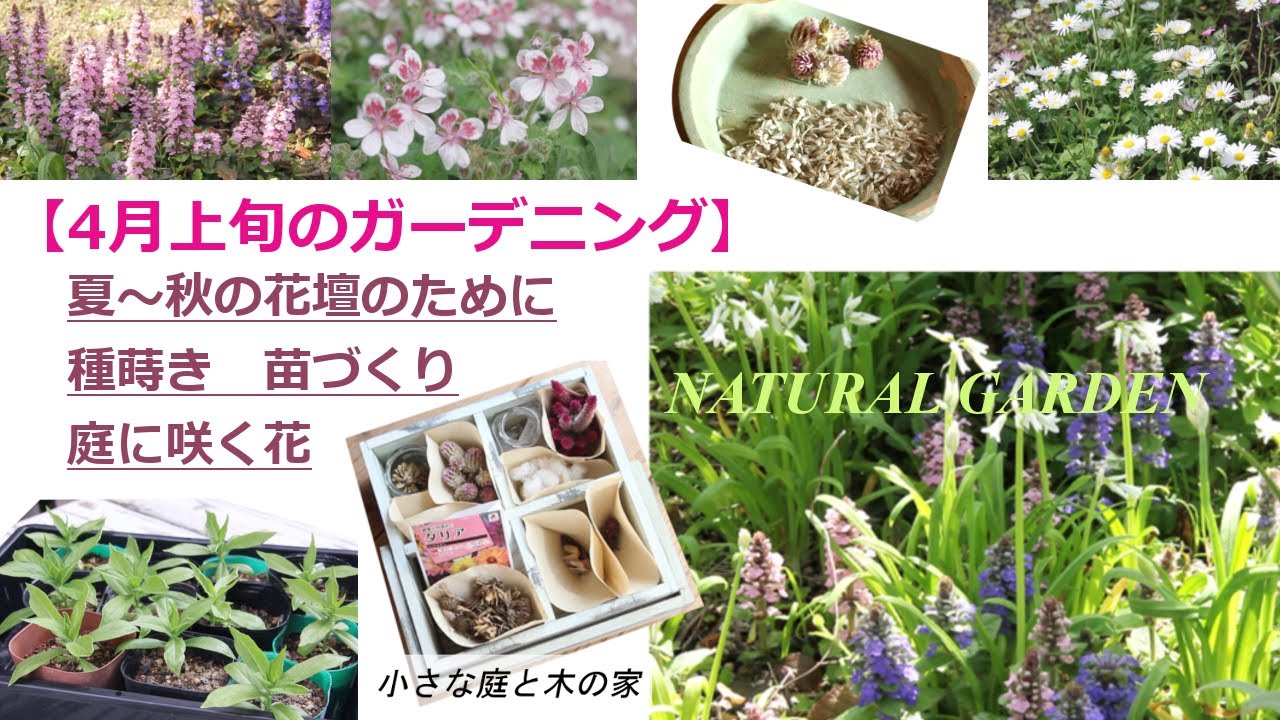 【4月上旬のガーデニング】夏～秋の花壇のために種蒔き　苗づくり　庭に咲く花