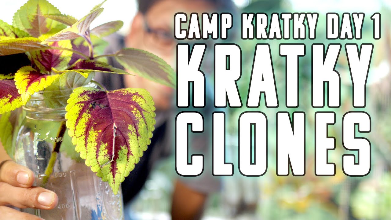 Camp Kratky Day 1 Cloning For Beginners The Best Starter Hydroponic Garden