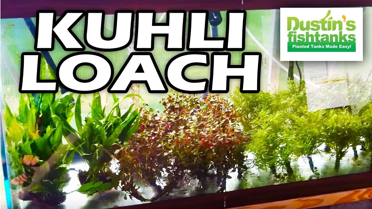 Kuhli Loach: Bottom Feeder Aquarium Fish