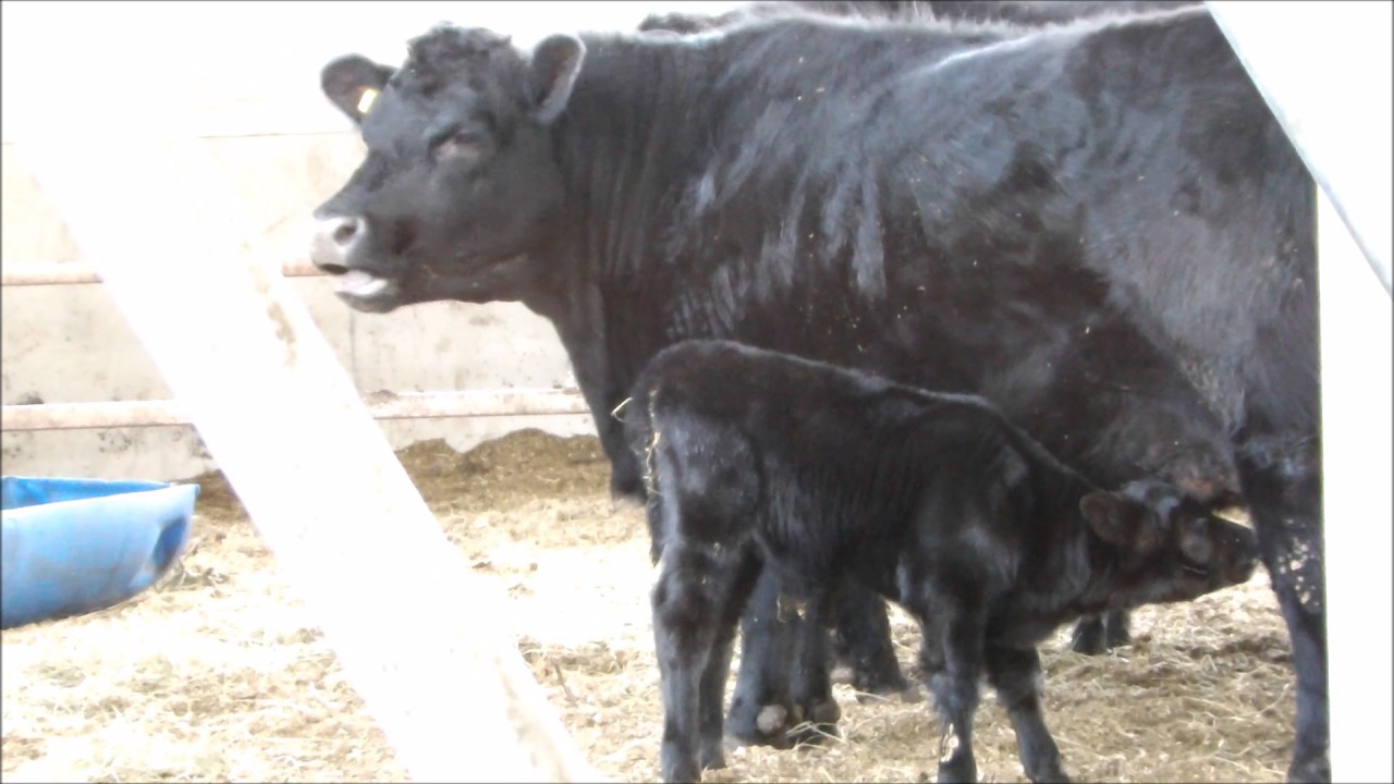 Introduction to Yatesbury House Farm