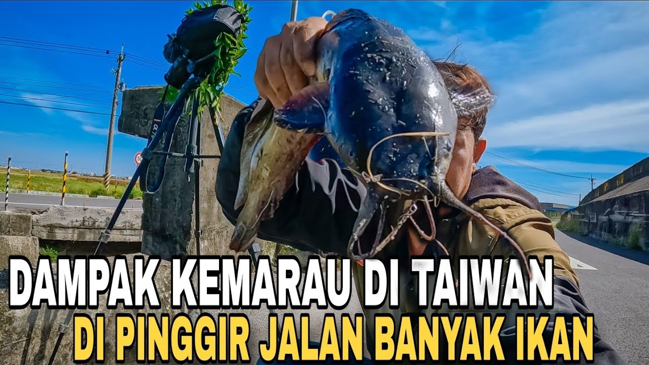 Rejeki Nomplok..!! Parit Di Pinggir Jalan Ini Banyak Ikan Terdampar