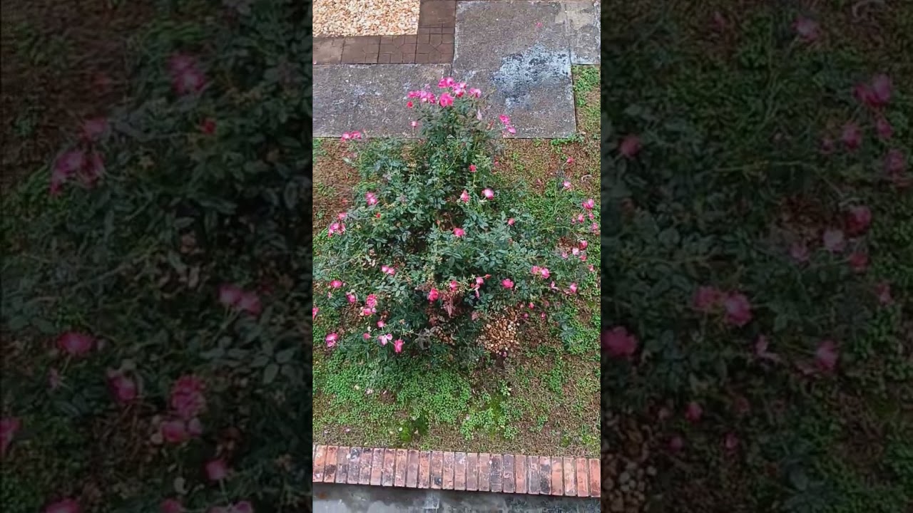 Te ense&ntilde;o una t&eacute;cnica para saber el futuro muy f&aacute;cil #motivaci&oacute;n #paz #jardin #intuici&oacute;n #constancia